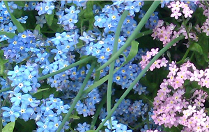 6_2_4_16_6_10_19_31_priroda.PNG